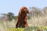 CAVALIER KING CHARLES 092